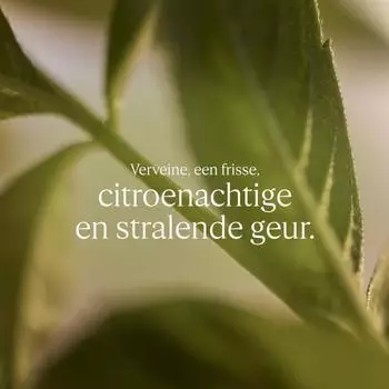 L'Occitane Karité Confort Shea Verbene Flüssigseife Nachfüllpackung 500 ml