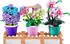 ZURU Max Premium Garden Collection, sortiert