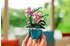 ZURU Max Premium Garden Collection, sortiert