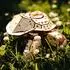 eco-wood-art Turtle 3D-Holzbausatz, 269-tlg. (EWA097)