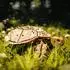 eco-wood-art Turtle 3D-Holzbausatz, 269-tlg. (EWA097)
