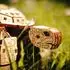eco-wood-art Turtle 3D-Holzbausatz, 269-tlg. (EWA097)