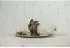 Wildlife Garden Serviettenring Kaninchen, Holz handgeschnitzt (WG4564)