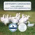 billerbeck Daunendecke Nena 306 Superlight extra leicht 100% Gänsedaunen 200x200 cm