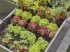 Gardena Micro-Drip-System (Set 13455)