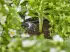 Gardena Micro-Drip-System (Set 13455)