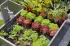 Gardena Micro-Drip-System (Set 13455)