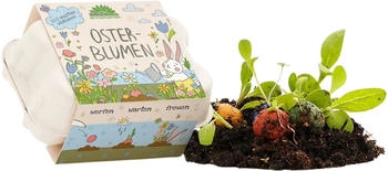 Die Stadtgärtner Osterblumen Blumenmurmeln - 6 Stück (1003897)