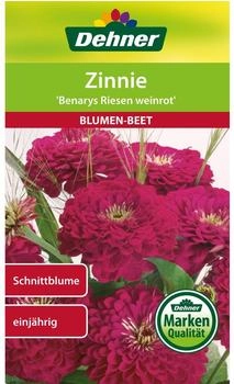 Dehner Zinnie Benarys Riesen weinrot