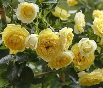 Dehner Zwerg-Kletterrose StarletElida, Gelb