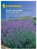 Lavendel angustifolia, 'Hidcote Blue Strain'