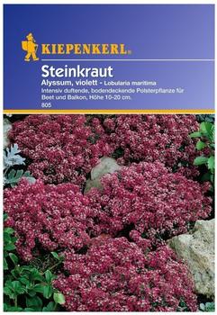 Kiepenkerl Steinkraut "Alyssum violett"