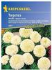 Tagetes erecta Arctic weiss