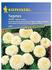 Kiepenkerl Tagetes