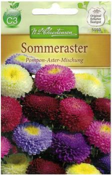 Chrestensen Sommeraster Pompon-Aster-Mischung