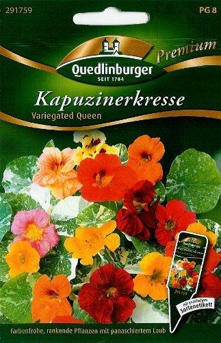 Quedlinburger Saatgut Kapuzinerkresse 'Variegated Queen'