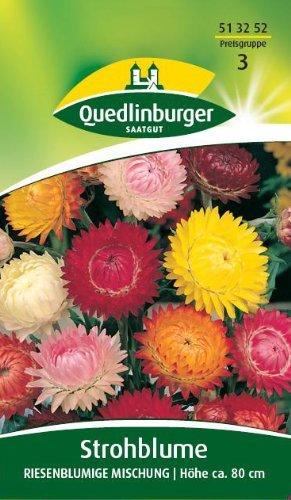 Quedlinburger Saatgut Strohblume 'Riesenblumige Mischung'