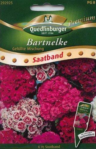 Quedlinburger Saatgut Bartnelke 'Gefüllte Mischung'