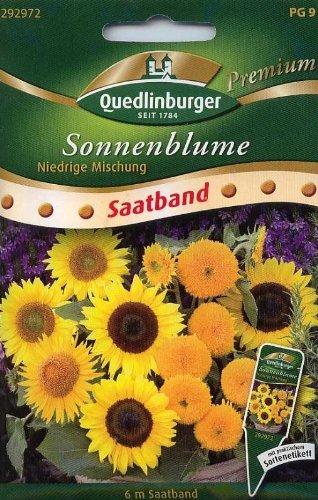 Quedlinburger Saatgut Sonnenblume 'niedrige Mischung'