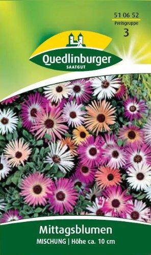 Quedlinburger Saatgut Mittagsblume Mischung