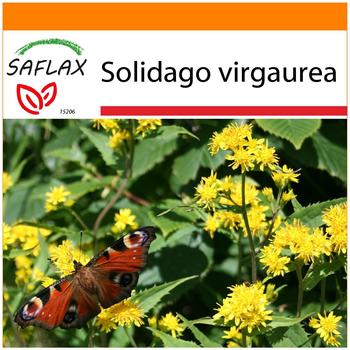Saflax Garden in the Bag 'Echte Goldrute' Anzucht-Set