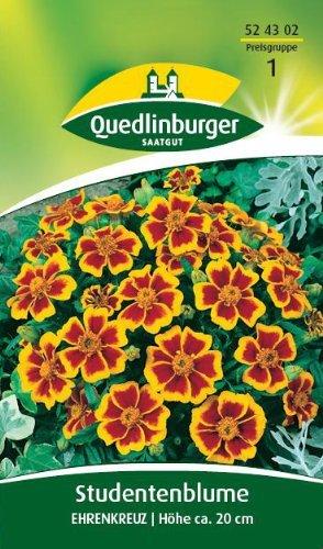 Quedlinburger Saatgut Studentenblume 'Ehrenkreuz'