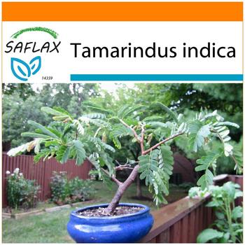 Saflax Garden in the Bag 'Bonsai-Tamarinde' Anzucht-Set