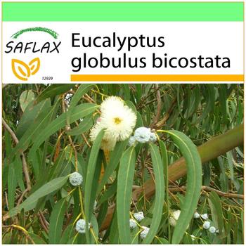 Saflax Garden to Go ´Eucalyptus´ Anzucht-Set