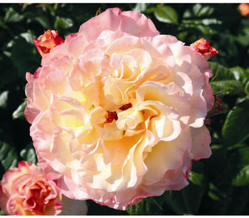 Dehner Edelrose Aquarell, Apricot,Rosa