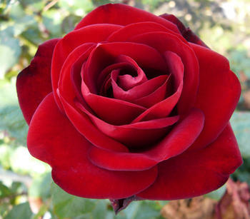 Dehner Edelrose Marlene, Rot