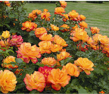 Dehner Strauchrose Sahara, Orange,Hellrot