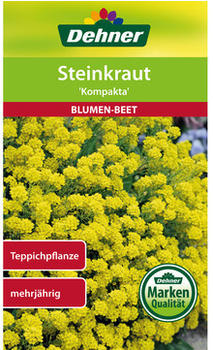 Dehner Steinkraut Kompakta, Gelb