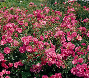 Dehner Bodendecker Rose Mirato, Rosa