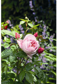 Dehner Edelrose Schöne Maid