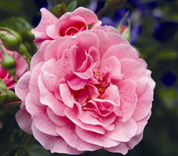 Dehner Kletterrose Camelot, Rosa