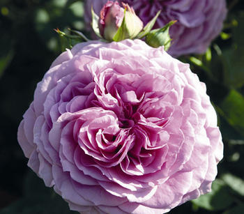 Dehner Zwergrose Lavender Ice, Lavendel