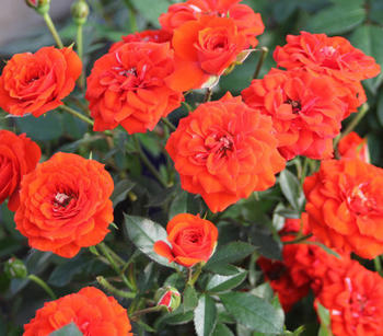 Dehner Zwergrose Orange Babyflor, Rot