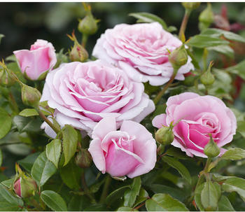 Dehner Edelrose Pacific Blue, Lavendel