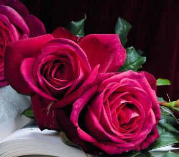 Dehner Edelrose J.W.v. Goethe Rose, Pink,Rot