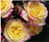 Dehner Zwergrose Tropical Clementine, Gelb,Pink,Rosa