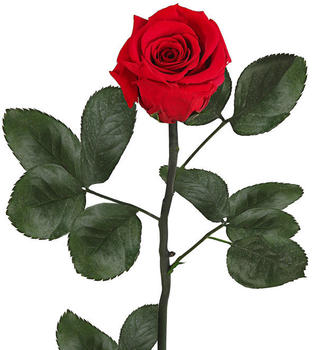 Dehner Long-Life-Rose mit Stiel, rot