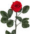 Dehner Long-Life-Rose mit Stiel, rot