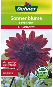 Dehner Sonnenblume Samtkönigin, Rot