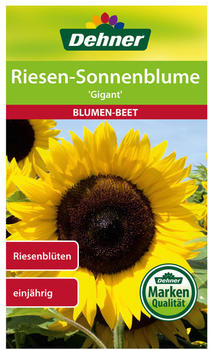Dehner Sonnenblume Gigant, Gelb