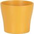 curcuma