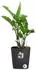 Elho greensense aqua care quadrat 30cm holzkohlengrau (3112903044000)