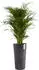 Ecopots Amsterdam Mid High dunkelgrau BxTxH: 34x34x66 cm