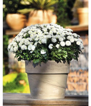 Spang Pflanztopf Calima Ton Ø32cm