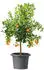 Testrut Oliver Serie 322 Ø60cm metallic grey