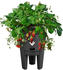 Elho green basics Erdbeertopf living schwarz